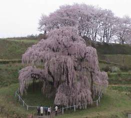 �O�t�_�����