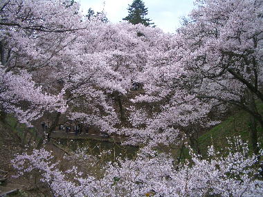 �����隬�����̒�