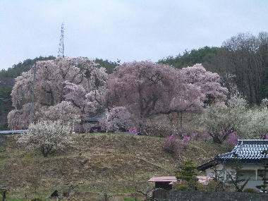 �������猩�����Ԗ�t���̂������